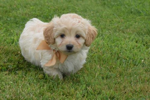 Maltipoo pups, Dieren en Toebehoren, Honden | Chihuahua's en Gezelschapshonden, Meerdere dieren, Overige rassen, Fokker | Professioneel