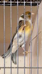 Kruisers distelvink x kanarie, Dieren en Toebehoren, Vogels | Overige Vogels, Mannelijk, Wildzangvogel, Geringd