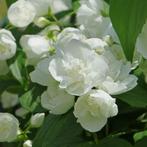 Seringat, fleurs blanches doubles, Ophalen, Overige soorten, Haag, 100 tot 250 cm
