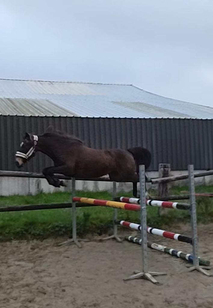 Leuke D-pony te koop!, Dieren en Toebehoren, Pony's, Merrie, B, D pony (1.37m tot 1.48m), 7 tot 10 jaar