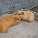 Koppel cavias, Dieren en Toebehoren, November, Cavia