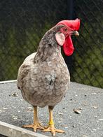 Leghorn kriel grijs, Dieren en Toebehoren, Pluimvee, Kip