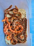 6 jonge korenslangen, Dieren en Toebehoren, Slang, Tam