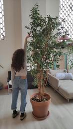Ficus Benjamina d'intérieur de 250 cm, Maison & Meubles, Plantes d'intérieur, En pot, Plante verte, 200 cm ou plus, Ficus