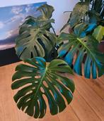Mooie grote Monsera, Huis en Inrichting, Kamerplanten, Ophalen
