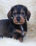 Teckel pups, Parvo, België, 8 tot 15 weken, Dwerg