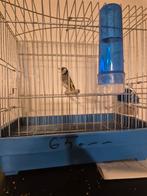 chardonneret parva marocain, Mannelijk