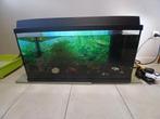 aquarium 80 cm juwel met div vissen, Ophalen, Gevuld zoetwateraquarium