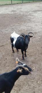 Super mooie miekes te koop, Dieren en Toebehoren, Schapen, Geiten en Varkens, Meerdere dieren, Geit