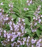 Echte Salie of Salvia officinalis, Tuin en Terras, Ophalen