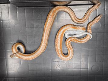 Nakweek rosy boa's  beschikbaar voor biedingen