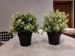 2 kunstplantjes IKEA, Ophalen of Verzenden, Zo goed als nieuw, Binnen