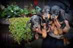 Teckel pups korthaar, Dieren en Toebehoren, België, CDV (hondenziekte), 8 tot 15 weken, Korthaar