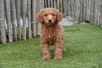 Abrikoze medium Labradoodle pups met stamboom, Dieren en Toebehoren, België, Overige rassen, CDV (hondenziekte), 8 tot 15 weken