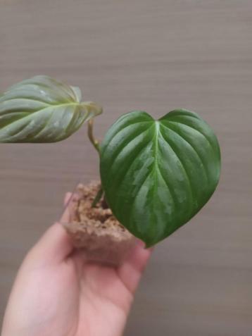 Philodendron majestic  beschikbaar voor biedingen