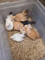 Chabo kuikens henntjes 10 euro per stuk