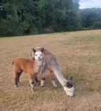 Alpacahengstje Masu Alpaca, Juni, Mannelijk