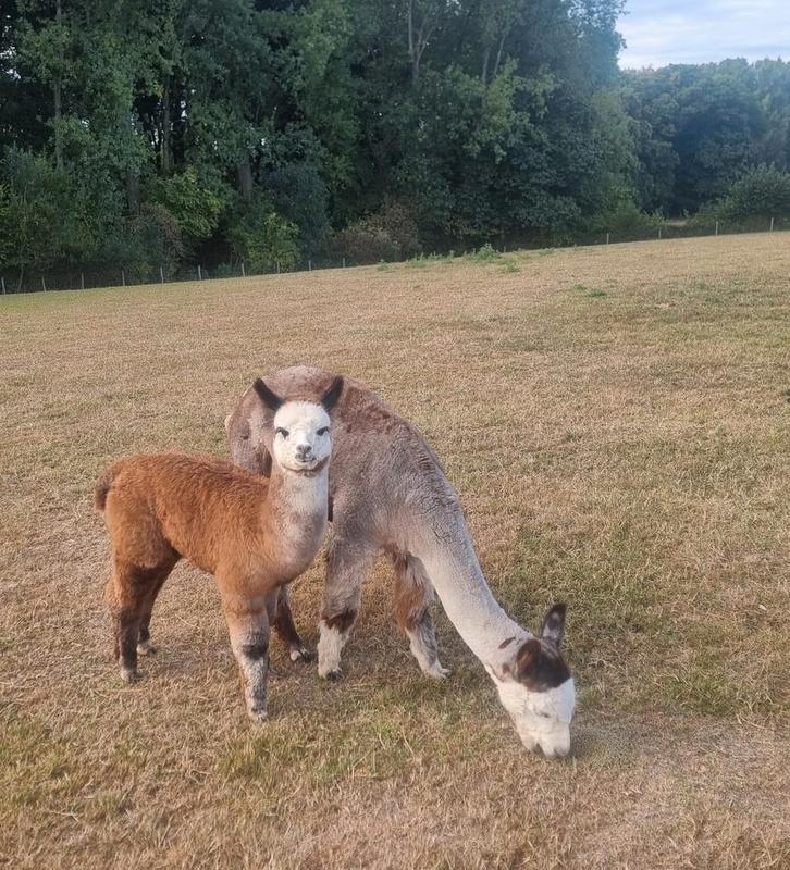 Alpacahengstje Masu Alpaca, Dieren en Toebehoren, Overige Dieren, Mannelijk, Juni