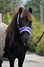 **SUPER MOOIE 2 JARIGE BONTE SHETLANDER HENGST**, Dieren en Toebehoren, 0 tot 2 jaar, Hengst, A pony (tot 1.17m), Gechipt