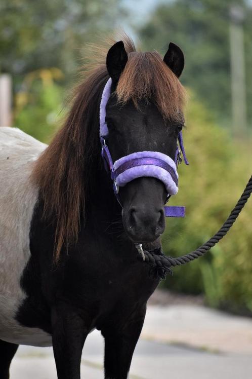 **SUPER MOOIE 2 JARIGE BONTE SHETLANDER HENGST**, Dieren en Toebehoren, Pony's, Hengst, Onbeleerd, A pony (tot 1.17m), Recreatiepony