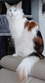 Maine coon poes, Vermifugé, 3 à 5 ans, Chatte ou Chat