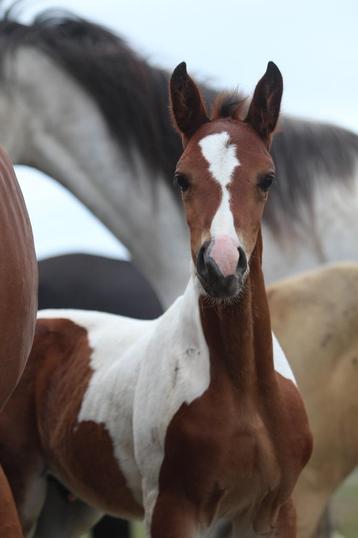 Les meilleurs poulains ! À petits prix, 165 à 170 cm, Plusieurs animaux, 0 à 2 ans, Cheval de saut