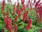 Papaver en Persicaria, Vaste plant, Ophalen