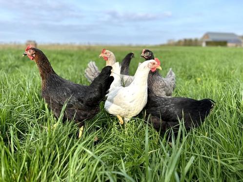 Jonge tamme groenleggers kippen te koop gesekst en ingeënt, Animaux & Accessoires, Volatiles, Poule ou poulet, Femelle