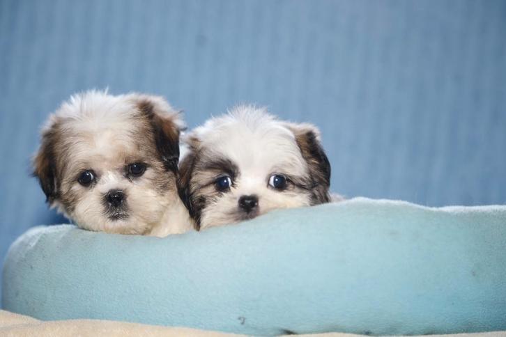 Shih Tzu bruin-wit, geboren 18 oktober, eigen kweek, Dieren en Toebehoren, Honden | Chihuahua's en Gezelschapshonden, Teef, Overige rassen