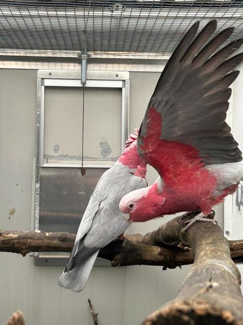Koppel Rose kaketoe’s, Dieren en Toebehoren, Vogels | Parkieten en Papegaaien, Papegaai, Tam