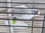 Chardonneret, Dieren en Toebehoren, Mannelijk