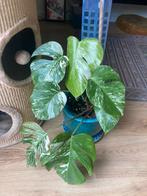 Monstera Albo Variegata, Huis en Inrichting, Kamerplanten, Ophalen