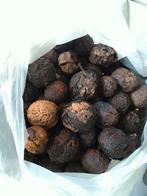 walnoten 2 kilo voor 10 euro vers van de boom Herselt 2230, Ophalen