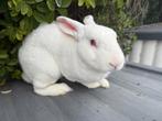 2 witte rex rammen 1 jaar, Dieren en Toebehoren, Mannelijk, Middelgroot, 0 tot 2 jaar