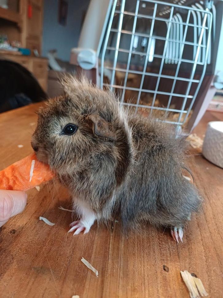 Peruvian en alpaca, Dieren en Toebehoren, Knaagdieren, Mannelijk, Cavia, November, Tam