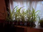 Spiderplantjes (Chlorophytum Comosum Variegatum), Huis en Inrichting, Kamerplanten, Ophalen, In pot