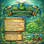 Nannochloropsis salina plankton