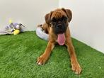 Boxer puberpups