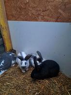 Konijn , vleeskonijnen, Meerdere dieren, 0 tot 2 jaar