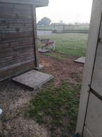 Bambies van 2024 in 2025 / damherten / herten, Dieren en Toebehoren, Juni, Mannelijk