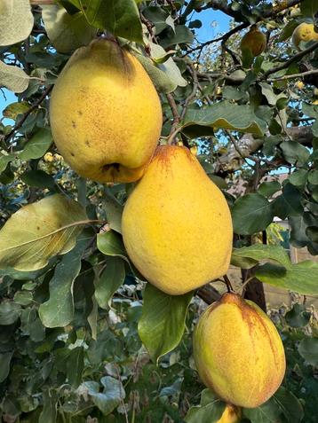 kweeperen (Turkey) uit eigen tuin. 6kg voor 10€ beschikbaar voor biedingen