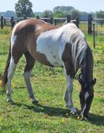 2-jaarse Paint Horse merrie, Dieren en Toebehoren, Paarden, Merrie, Minder dan 160 cm, 0 tot 2 jaar, Westernpaard
