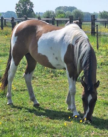 2-jaarse Paint Horse merrie, Moins de 160 cm, Cheval western, 0 à 2 ans, Jument