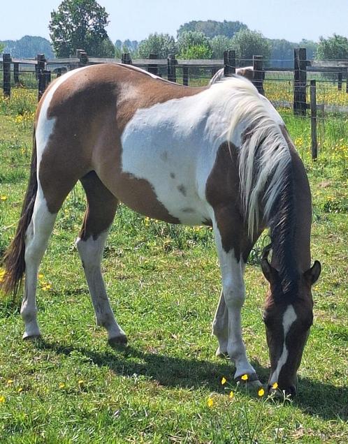 2-jaarse Paint Horse merrie, Dieren en Toebehoren, Paarden, Merrie, Onbeleerd, Minder dan 160 cm, 0 tot 2 jaar, Westernpaard, Met stamboom