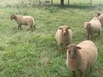 Schapen Ardense Voskop RAM, Dieren en Toebehoren, Schapen, Geiten en Varkens, Mannelijk, Schaap, 0 tot 2 jaar