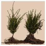 Bos- en haagplantgoed blote wortel op bestelling, Enlèvement, Plante fixe, Autres espèces