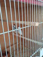 Japanse rijstvogels, Meerdere dieren, Tropenvogel, Geringd