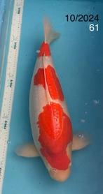 KOI - Kohaku, Karper of Koi