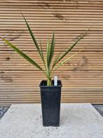 Diverse palmen, Tuin en Terras, Planten | Tuinplanten, Ophalen of Verzenden