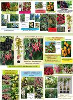 PROMO ALLERHANDE KLEINFRUIT: 5€/STUK,  5 VOOR 20 EUR !!!, Tuin en Terras, Ophalen of Verzenden, Lente, Vaste plant, Fruitplanten